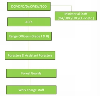Structure at the division Level